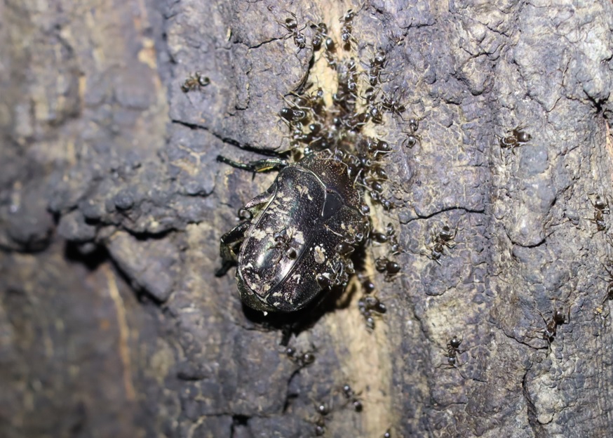 シラホシハナムグリ_No.９のクヌギ_クワガタ達のオアシス_2023年10月16日19時 気温20.4度